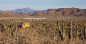 cabo desert
