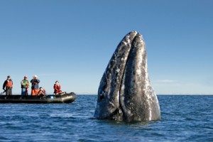 los cabos